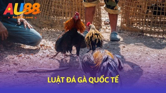 Luật đá gà quốc tế: Quy tắc thắng thua & 3 sai lầm cần tránh